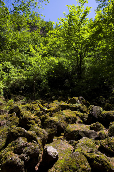 Heilongjiang,Jingbo Lake,Mirror Lake,Underground forest,