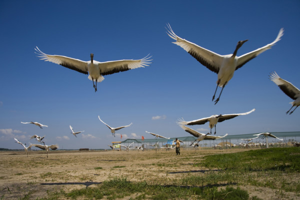 Heilongjiang,zhalong Natural Reserve,