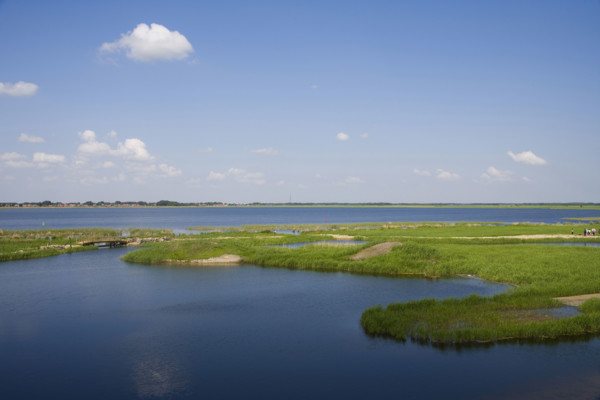Heilongjiang,zhalong Natural Reserve,