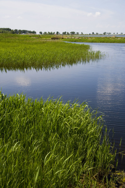 Heilongjiang,zhalong Natural Reserve,