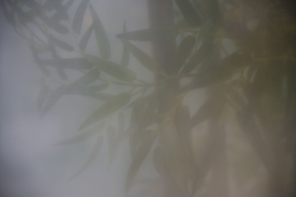 Bamboo