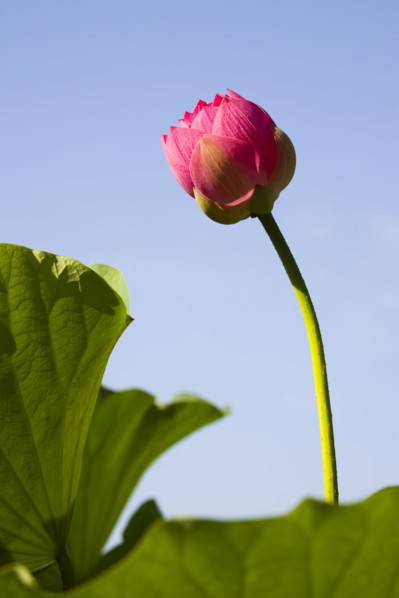 Lotus