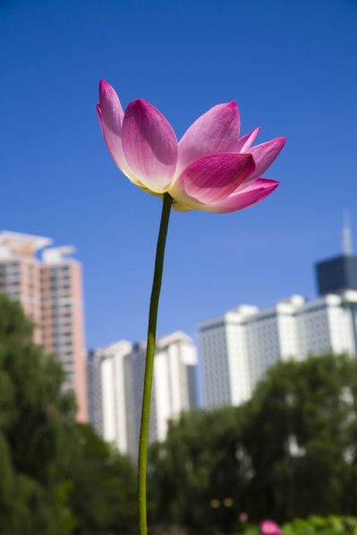 Lotus