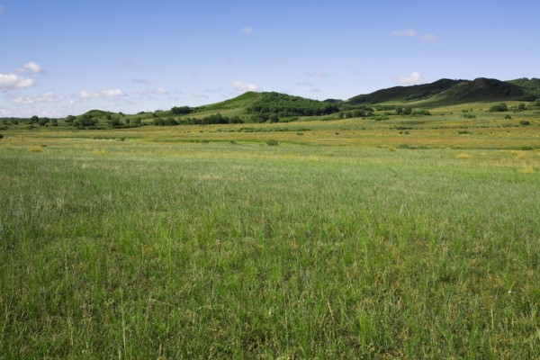 Bashang grassland in Inner Mongolia