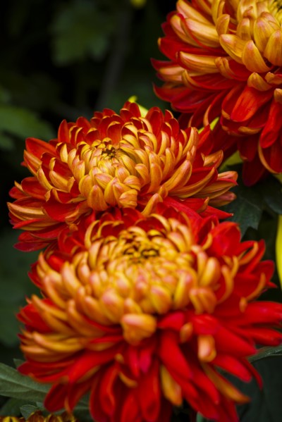 Chrysanthemum