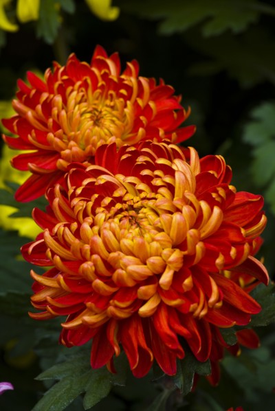 Chrysanthemum