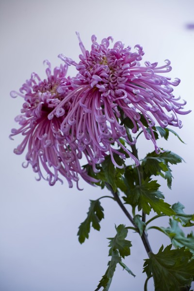 Chrysanthemum