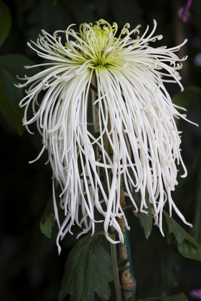Chrysanthemum