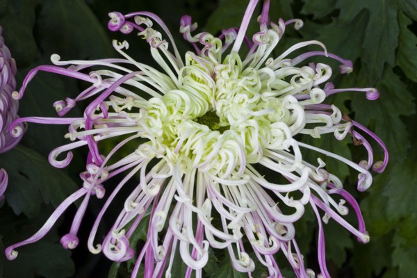 Chrysanthemum