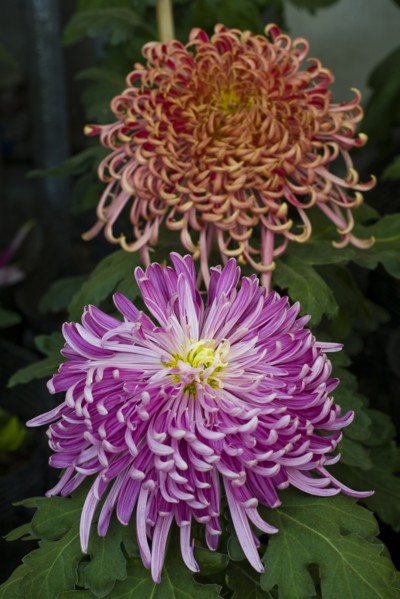 Chrysanthemum