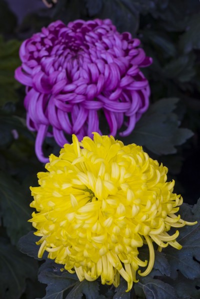 Chrysanthemum