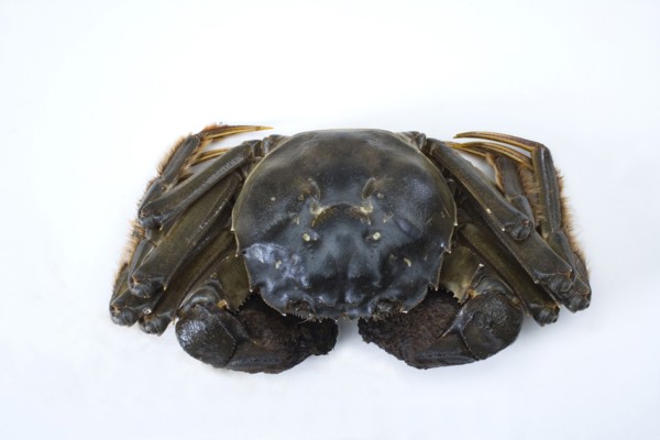 Crab