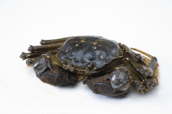Crab