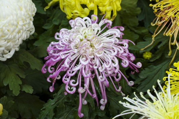 Chrysanthemum
