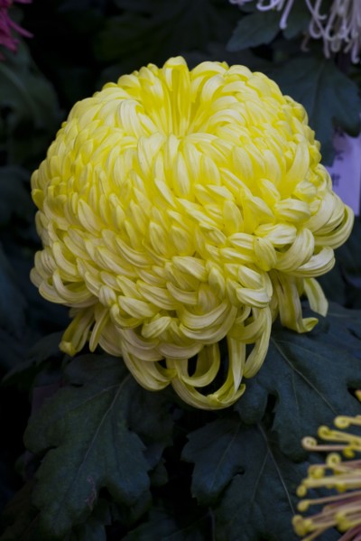 Chrysanthemum