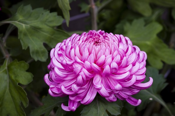 Chrysanthemum
