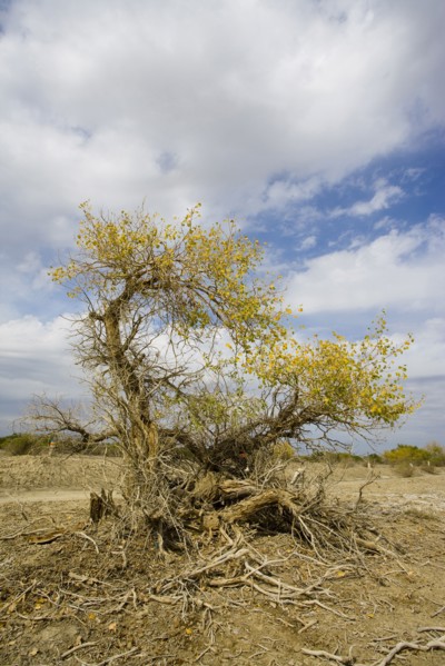 Hu Poplar, Karamay, Xinjiang