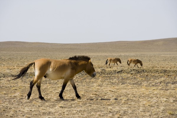 Mongolia, Xinjiang Wild Horse