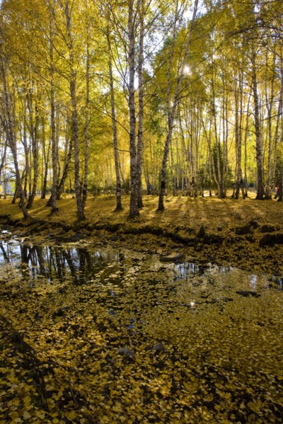 Xinjiang Province, Aletai,