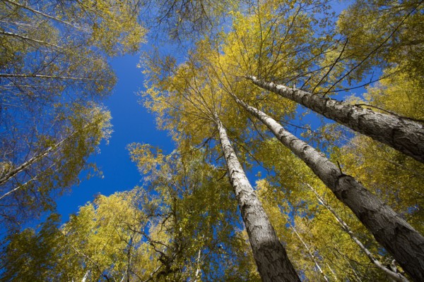 Xinjiang Province, Aletai,