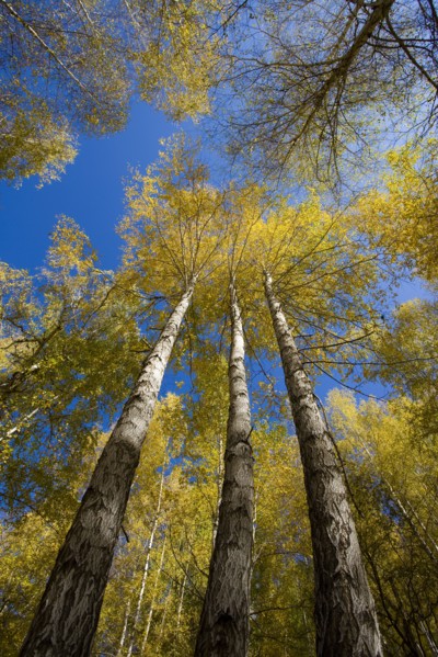 Xinjiang Province, Aletai,