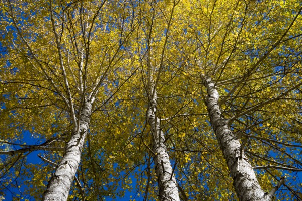Xinjiang Province, Aletai,