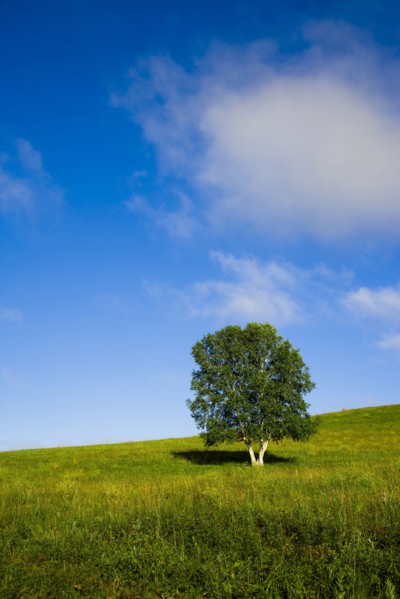 Bashang grassland in Inner Mongolia