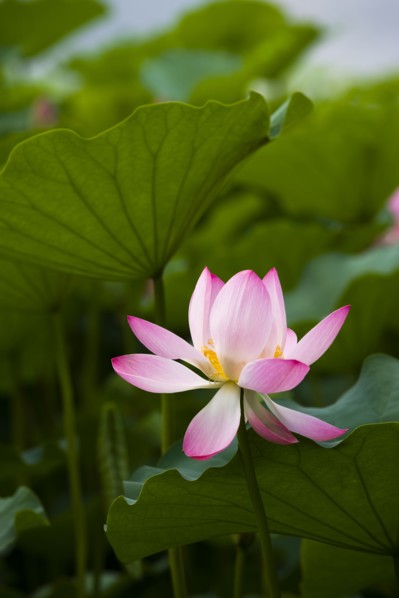 Lotus