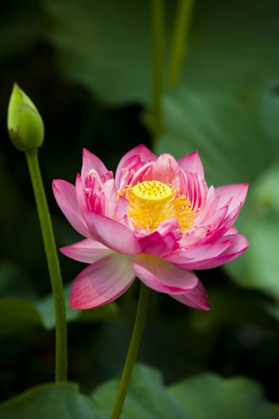 Lotus