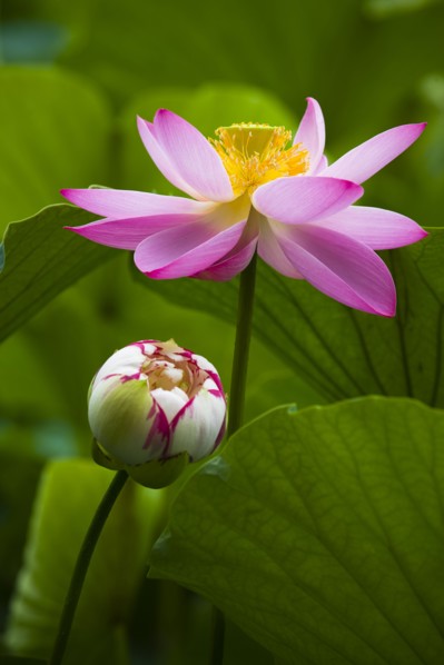 Lotus