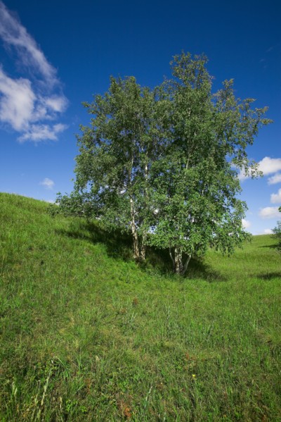 Bashang grassland in Inner Mongolia