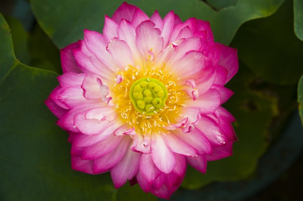 Lotus