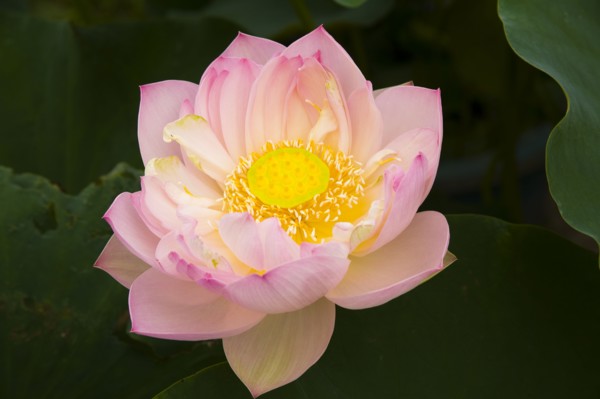 Lotus