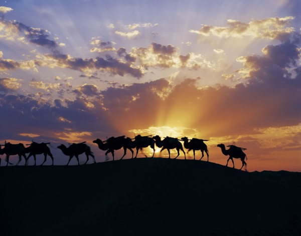 Camel