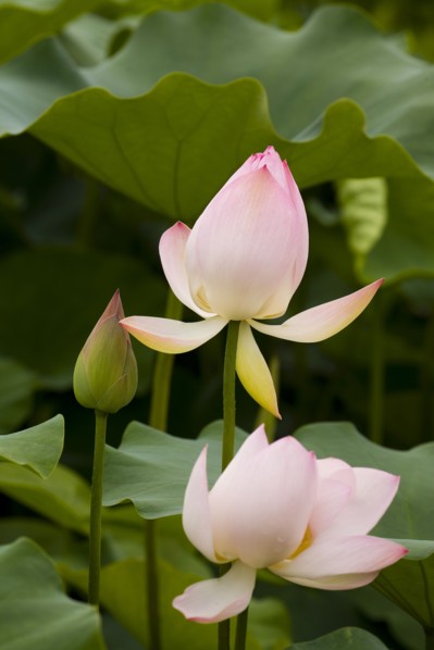 Lotus