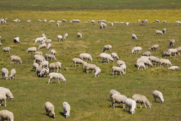 Bashang grassland in Inner Mongolia