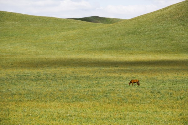 Bashang grassland in Inner Mongolia