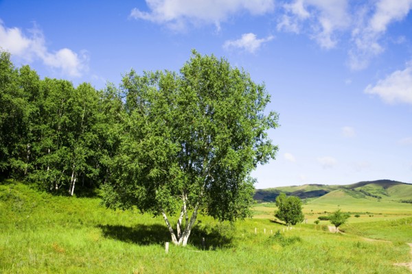Bashang grassland in Inner Mongolia