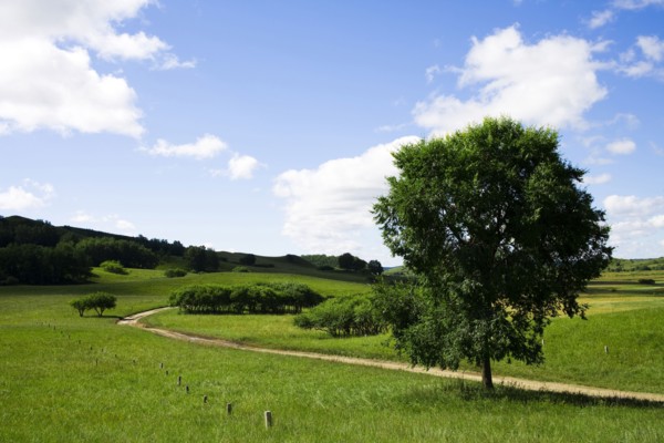 Bashang grassland in Inner Mongolia