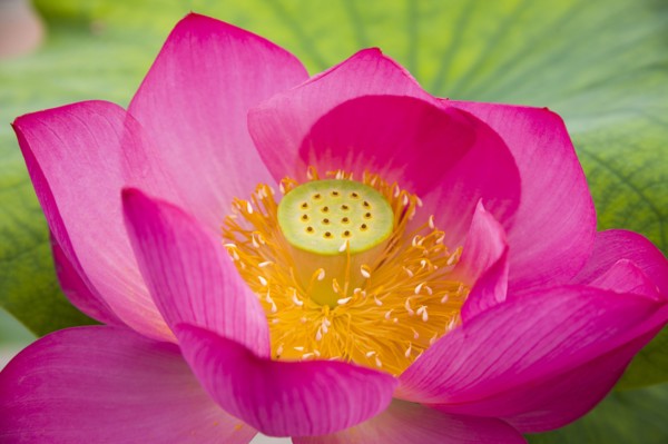 Lotus