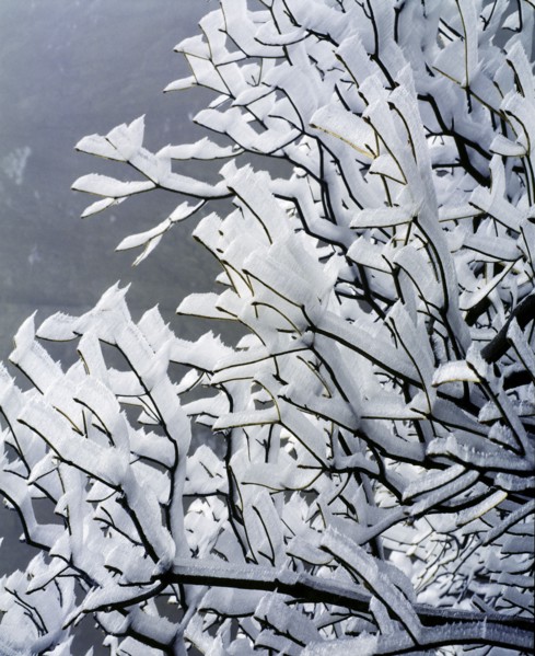 Snow Scene