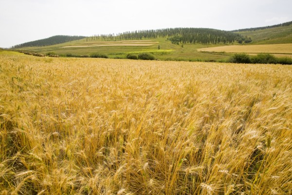 Bashang grassland in Inner Mongolia