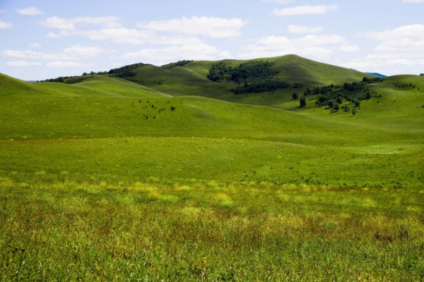 Bashang grassland in Inner Mongolia