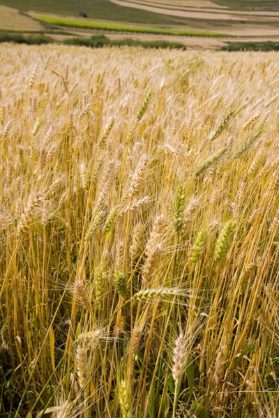 Bashang grassland in Inner Mongolia