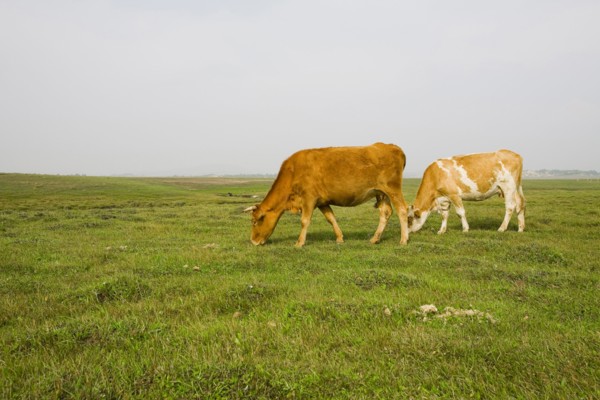 Bashang grassland in Inner Mongolia