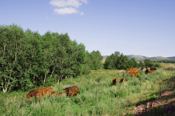 Bashang grassland in Inner Mongolia