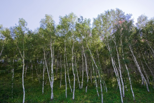 Bashang grassland in Inner Mongolia