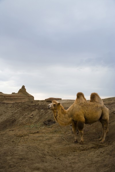Xinjiang Wuerhe Goast City