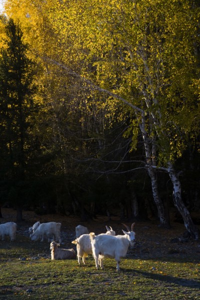 Xinjiang Province,Aletai,