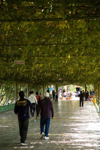 Xinjiang's Turpan Grape